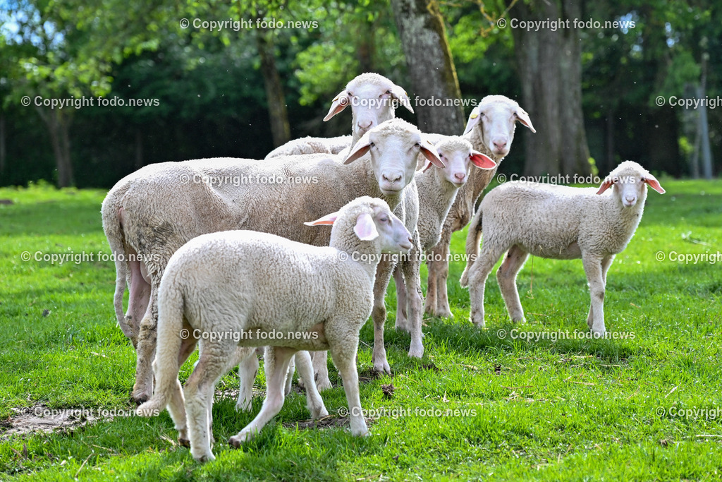 Bauernhof_ Landwirtschaft_ 08.05.2024-8 | 08.05.2024, Thening, AUT, Landwirtschaft, Bauernhof, im Bild Schafe, Schaf, Lamm, Bock, Tiere, Nutztiere, Freilandhaltung