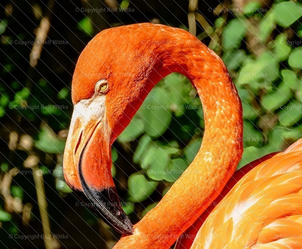 flamingo0_3 | Rolf Wittke  - Realisiert mit Pictrs.com