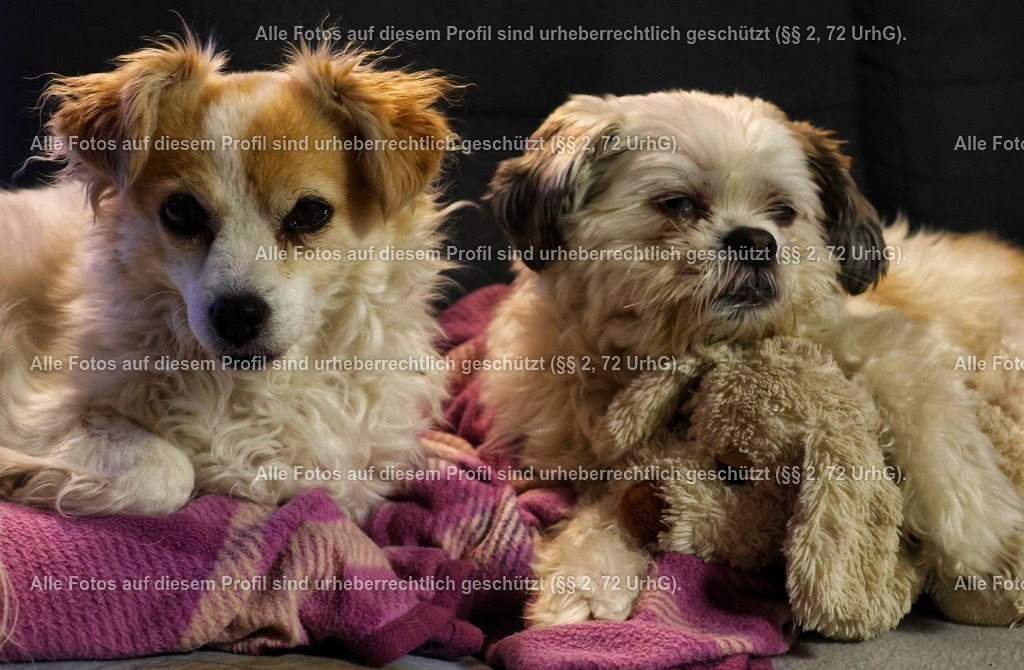 20240321061612_0C4A4079_2-01 | krollfotografie - Realisiert mit Pictrs.com