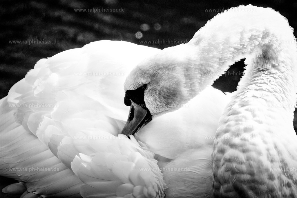 26009 | Wandbilder, Bilder, Fotograf in Marburg, Tierbilder, Wandfotos, Bilder Shop, Günstige Bilder, Schwarz-Weiß Bilder, Ralph Heiser