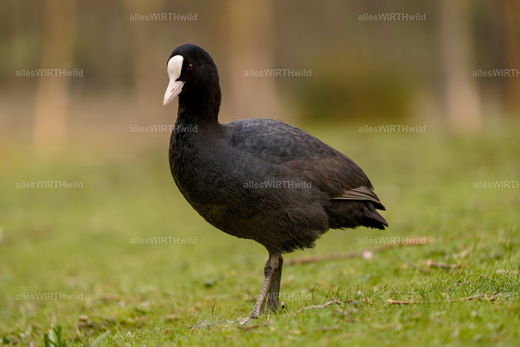 Daniel Wirth - www.allesWIRTHwild.de -20210409-_AWG8568-ARW_DxO | Entdecke die faszinierende Welt der Natur- und Wildlife-Fotografie von Daniel und Bärbel. Inspirierende Bilder von wilden Tieren und kleinen Naturwundern.