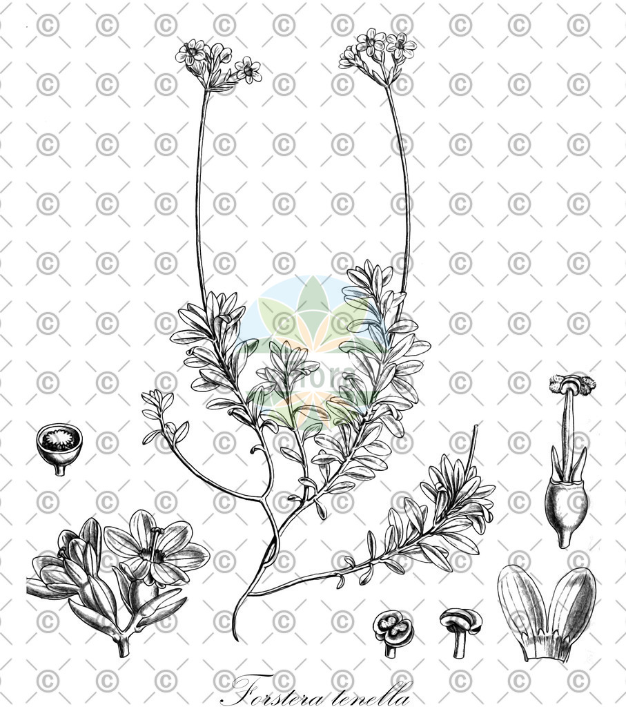 HistAbb_EMP_9901543_1_FLORAD_SIMPLE | Historische Abbildung von Forstera tenella - Stylidiaceae | Historical Illustration of Forstera tenella - Stylidiaceae