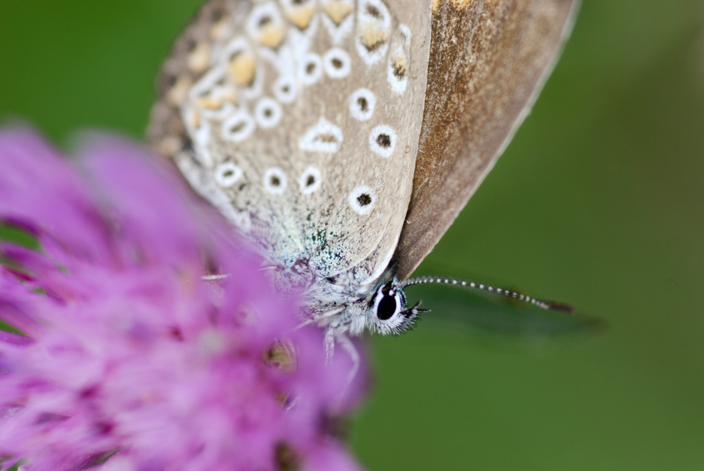 Hauhechelblaeuling | Pillichsdorf, Austria - September 05, 2010: Hauhechelblaeuling. - Realisiert mit Pictrs.com