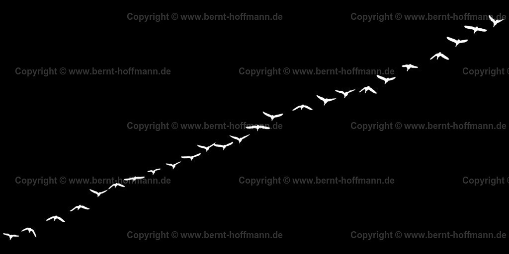 Pgrfk_Vogelzug_0881swneg_200x100 | bernt-hoffmann.de - Realisiert mit Pictrs.com
