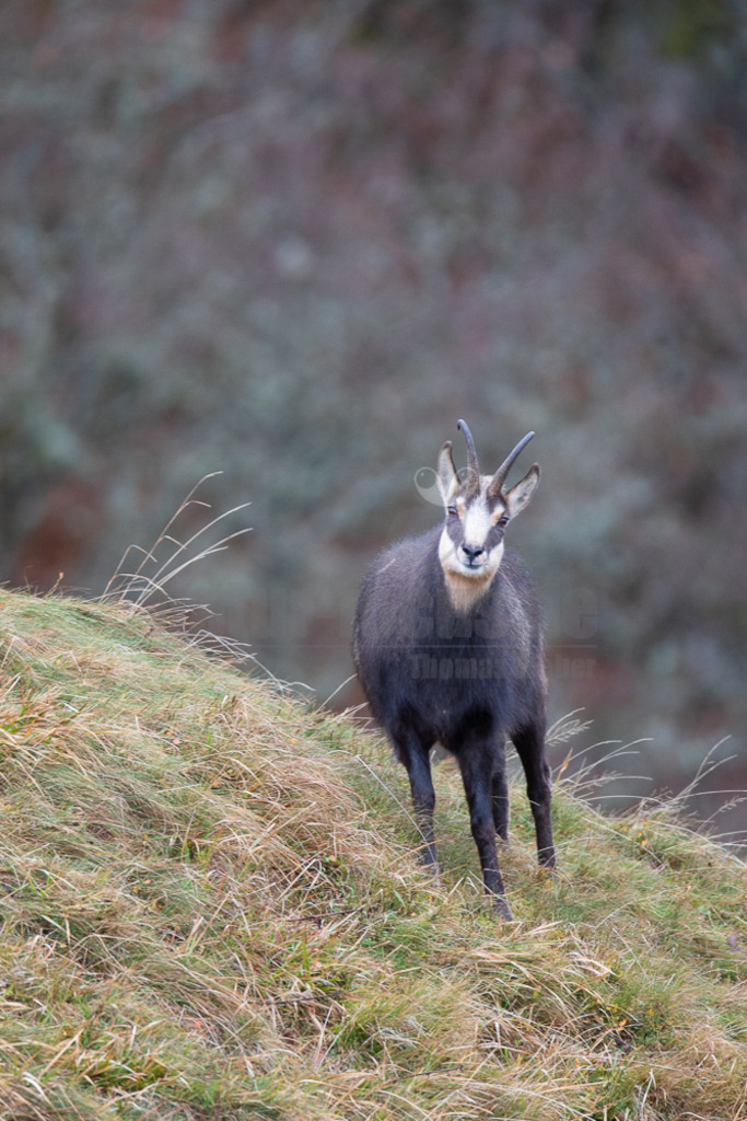 20171023130557 | Die Gämse (Rupicapra rupicapra) ist ein Wiederkäuer und gehört zur Familie der Hornträger (Bovidae). Die Gämse lebt in Gebirgslandschaften und zieht im Sommer auf Hochlagen bis zu 2.500 m. In Deutschland kommt sie in den Alpen und in geringer Zahl auch im Schwarzwald und der Schwäbischen Alb vor. - Realisiert mit Pictrs.com