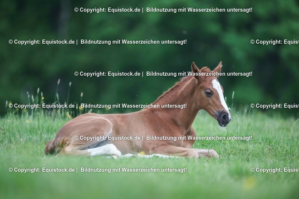 20210617_Fohlen_0344 | Foto: Thomas Hartig