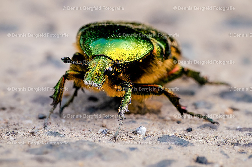 Käfer 1 | Entdecken Sie Natur, Makro und Tierfotografie von Dennis Bergfeld.Besondere Momente und Details der Natur, hochwertig als Foto und Wandbild erhältlich. - Realisiert mit Pictrs.com