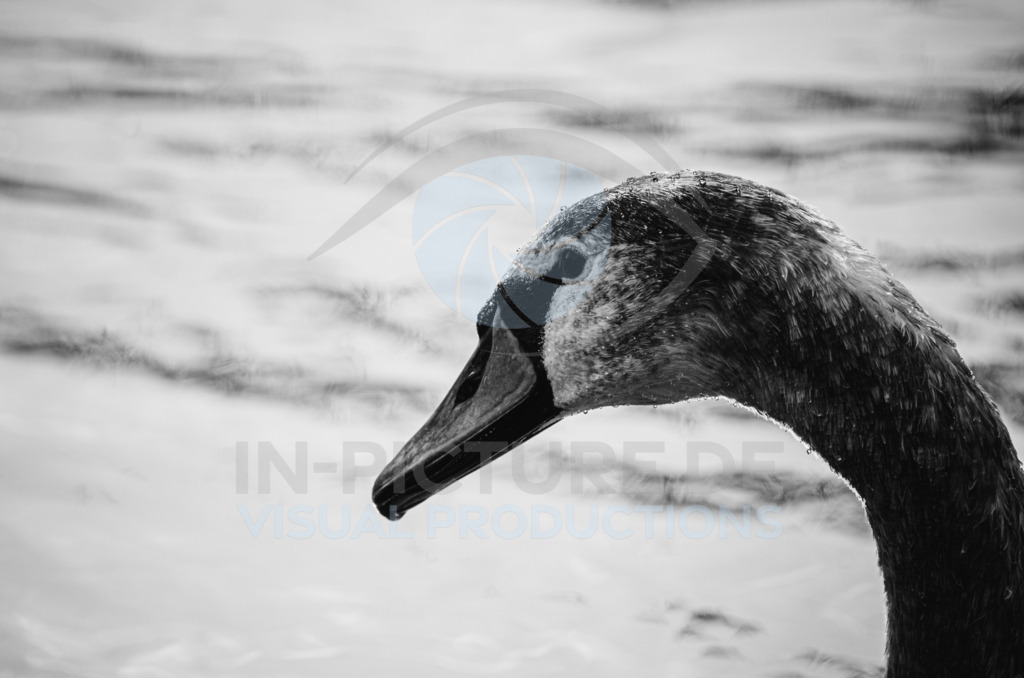 _DSC7594 | in-picture - Realisiert mit Pictrs.com