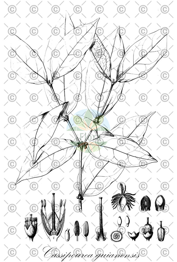 HistAbb_wfo-0000589782_1_ENZY_Simple | Historische Abbildung von Cassipourea guianensis - Rhizophoraceae | Historical Illustration of Cassipourea guianensis - Rhizophoraceae