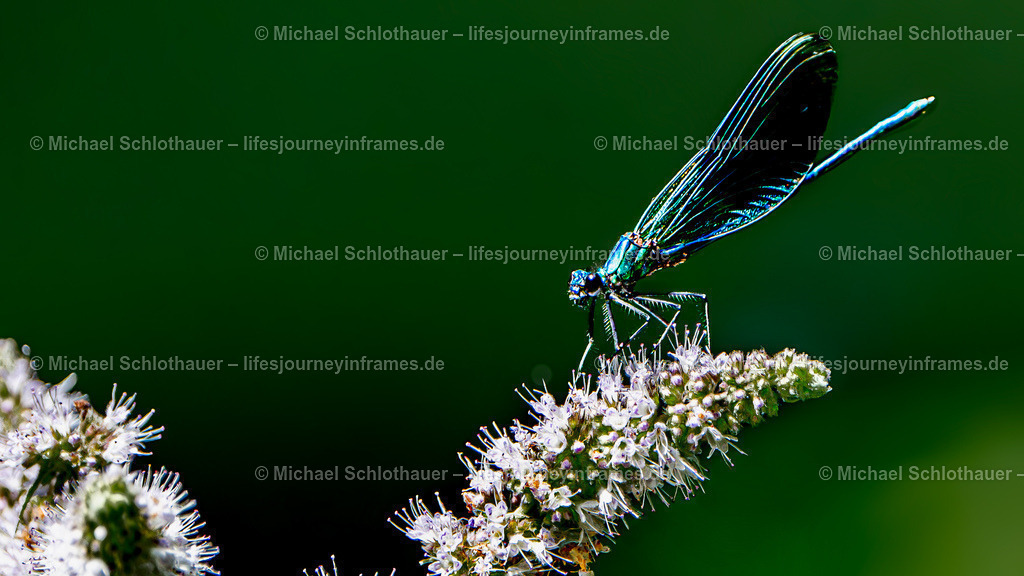 Libelle | Wildlife- und Landschaftsfotografie als Wandbild, Poster & mehr. Einzigartige Naturmomente aus Neuseeland, Norwegen & weltweit – fotografiert von Michael Schlothauer. - Realisiert mit Pictrs.com