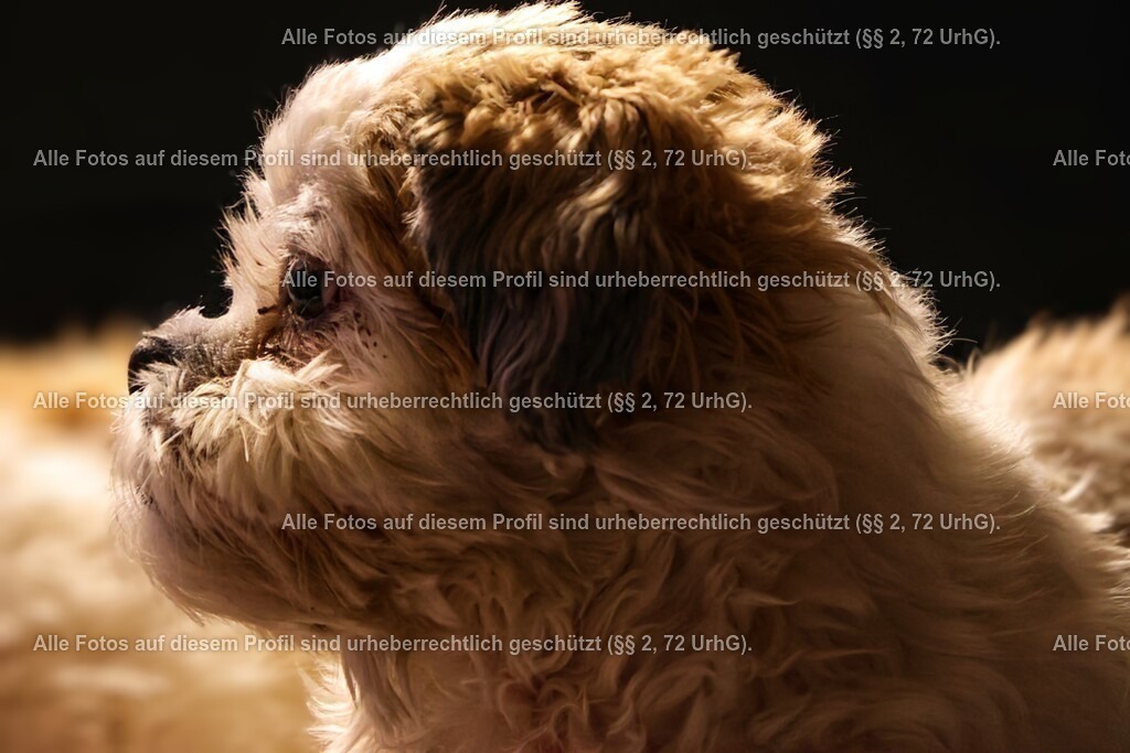 20240313183300_0C4A3283-01_3 | krollfotografie - Realisiert mit Pictrs.com