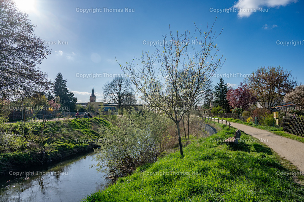 weschnitz-einhausen-fruehling-hessisches-ried-thomas-neu.NEF | Die Weschnitz bei Einhausen im hessischen Ried zeigt sich im Frühling von ihrer ruhigen und naturnahen Seite. Frisches Grün entlang des Ufers, blühende Bäume und ein klarer blauer Himmel prägen die Szenerie. Ein Spazierweg mit Sitzbank lädt zum Verweilen ein, während im Hintergrund die Silhouette der Ortschaft zu erkennen ist. Die Aufnahme vermittelt die typische Atmosphäre der Rhein-Neckar-Region zwischen Bergstraße und Ried – eine Landschaft, die besonders im Frühling ihren Reiz entfaltet.