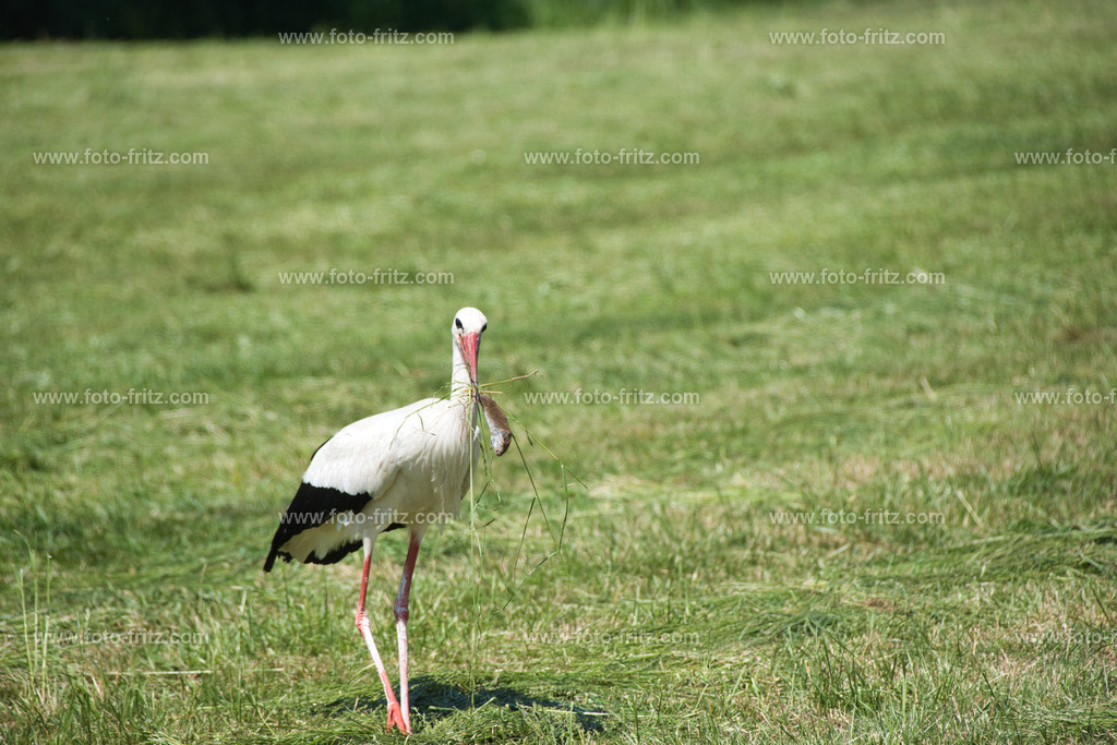 JUN_5375 | www.foto-fritz.com - Realisiert mit Pictrs.com