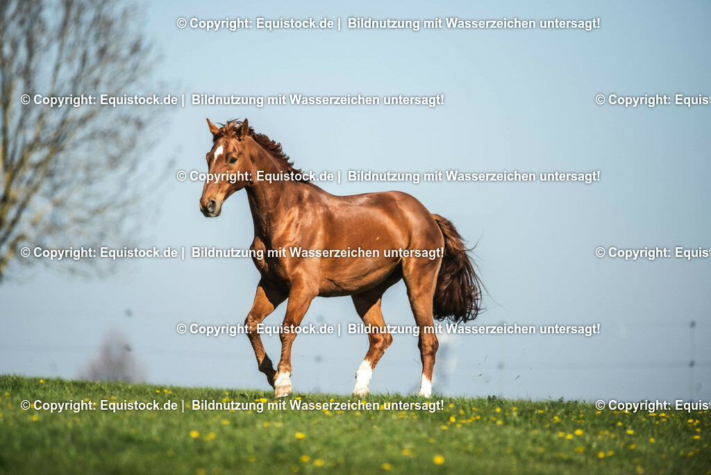 20210426_Pferd-auf-Koppel_0014 | equistock