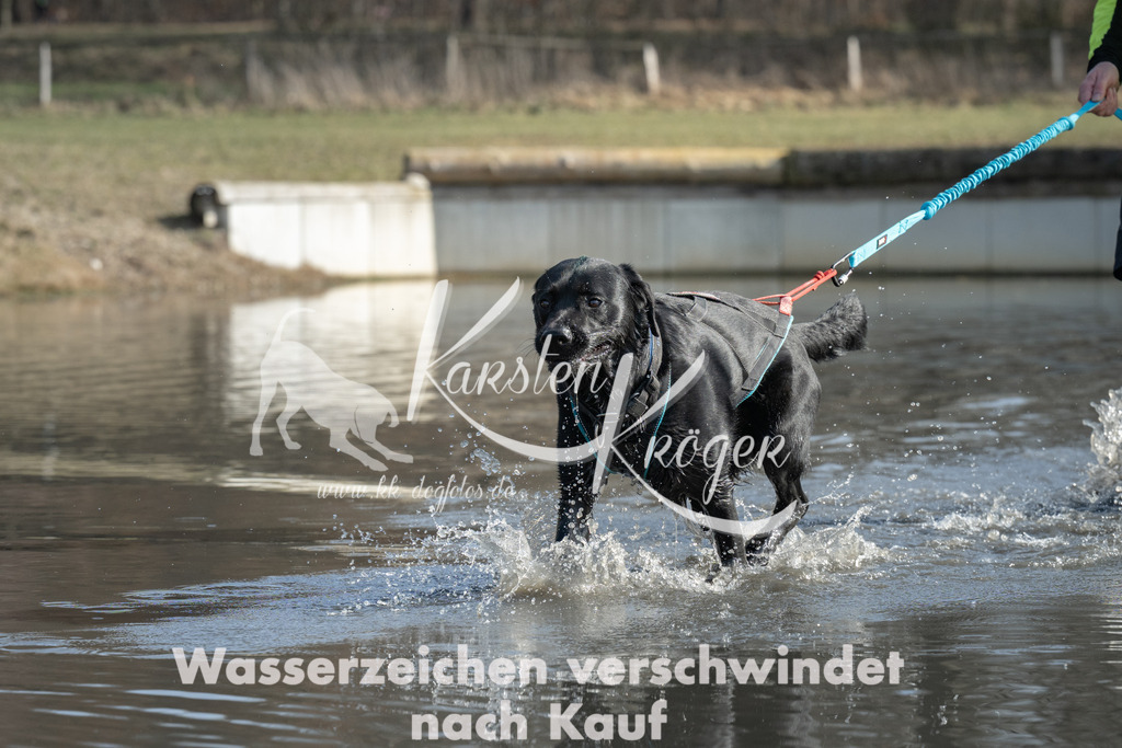 1300_ZZ93616 | kk-dogfotos