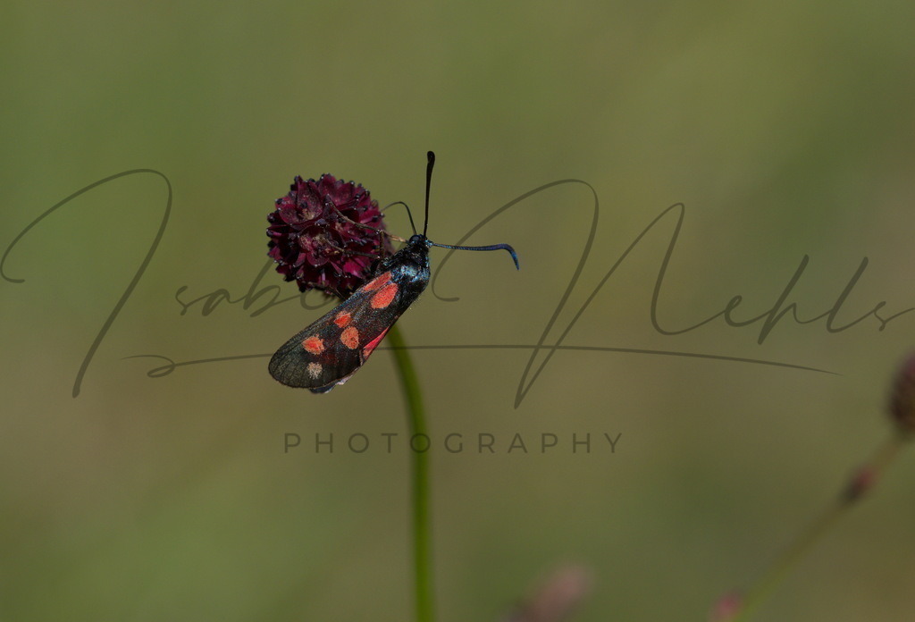 084_Falter | i-n-photography - Realisiert mit Pictrs.com