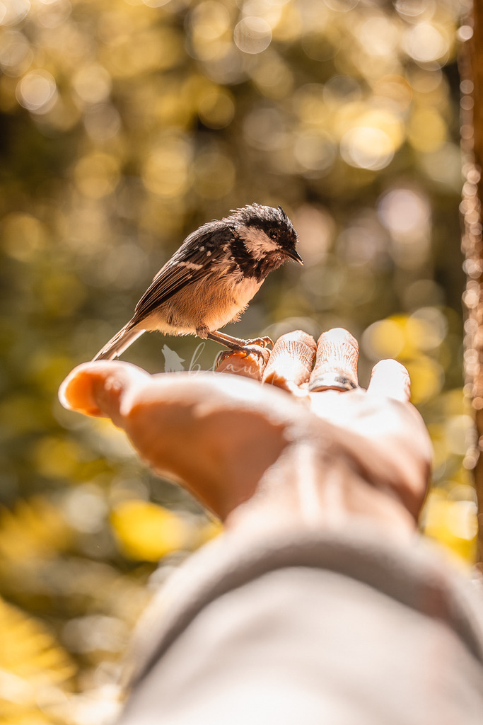 _01A5582 | Sportbilder, Sportfotograf, Hochzeits- und Eventfotografin, Flugshows, Portraits und Tiershooting, Aviation, Downhill, Nationalleague, Swissleague, International