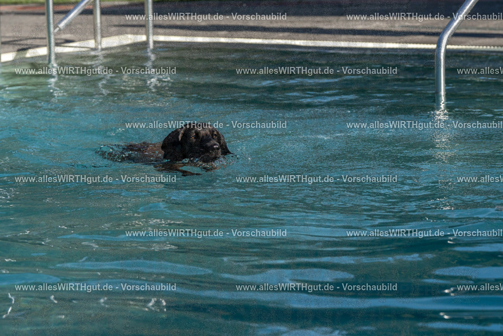 Hundeschwimmen_Volksbad_2026-allesWIRTHgut_Tierfotografie-2609061609-FAY07391 | Professionelle Tierfotografie in Mönchengladbach von Daniel Wirth (allesWIRTHgut). Liebevolle & natürliche Bilder von Hunden & Katzen für unvergessliche Erinnerungen.