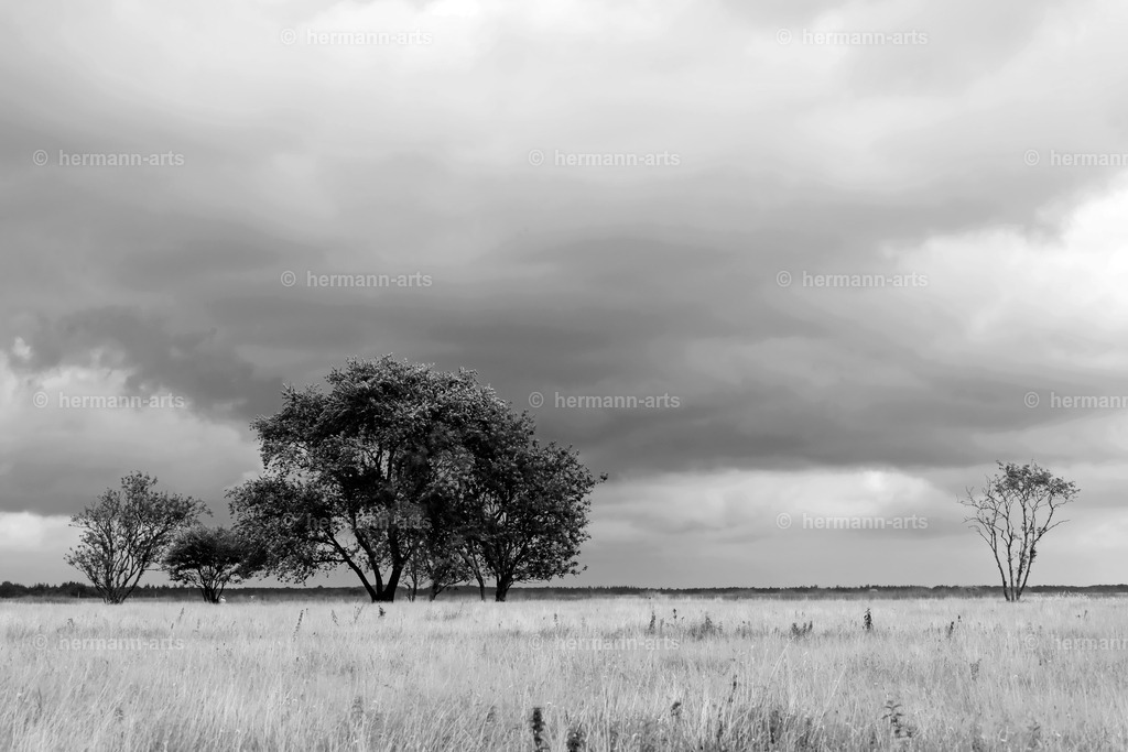 Trees_fine_Art_0045 | Photo Foto Kunst Art schwarzweiss Bilder Rheine Münster Berlin Blumen 