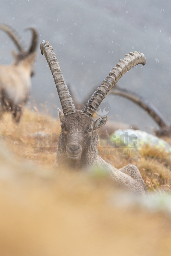 R5M27976_20250923-2 | Dieses Hochformat zeigt einen Alpensteinbock (Capra ibex), der im Gras liegt. Das Tier blickt direkt in die Kamera, während es leicht schneit. Im Hintergrund sind weitere Steinböcke zu sehen. - Realisiert mit Pictrs.com