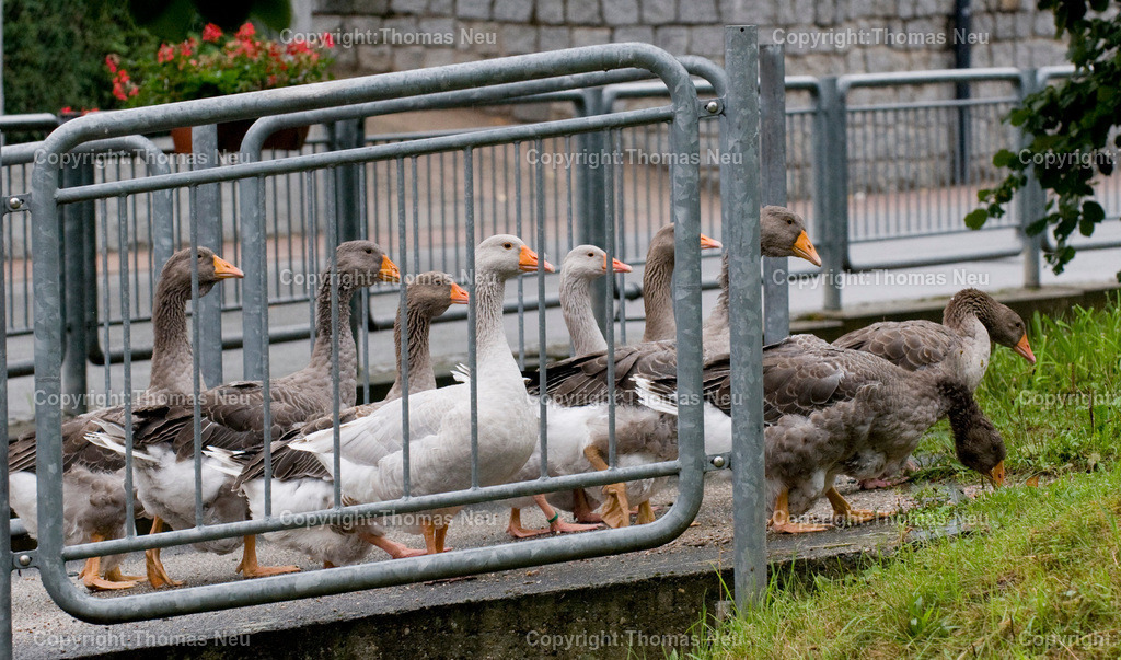 Bensheim_Zell_Gans vorsichtig fahren (2) | 1608