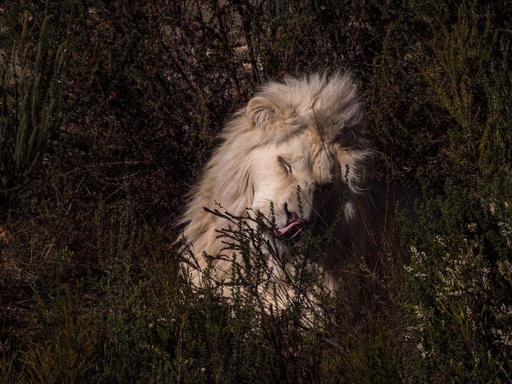 PANA3082-LR | Natur im Moment - Realisiert mit Pictrs.com