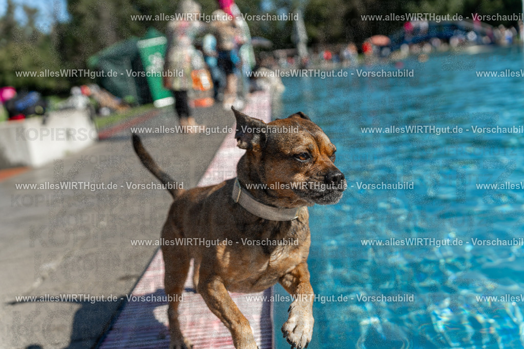 Hundeschwimmen_Volksbad_2026-allesWIRTHgut_Tierfotografie-2609061121-103125-7R509578 | Professionelle Tierfotografie in Mönchengladbach von Daniel Wirth (allesWIRTHgut). Liebevolle & natürliche Bilder von Hunden & Katzen für unvergessliche Erinnerungen.