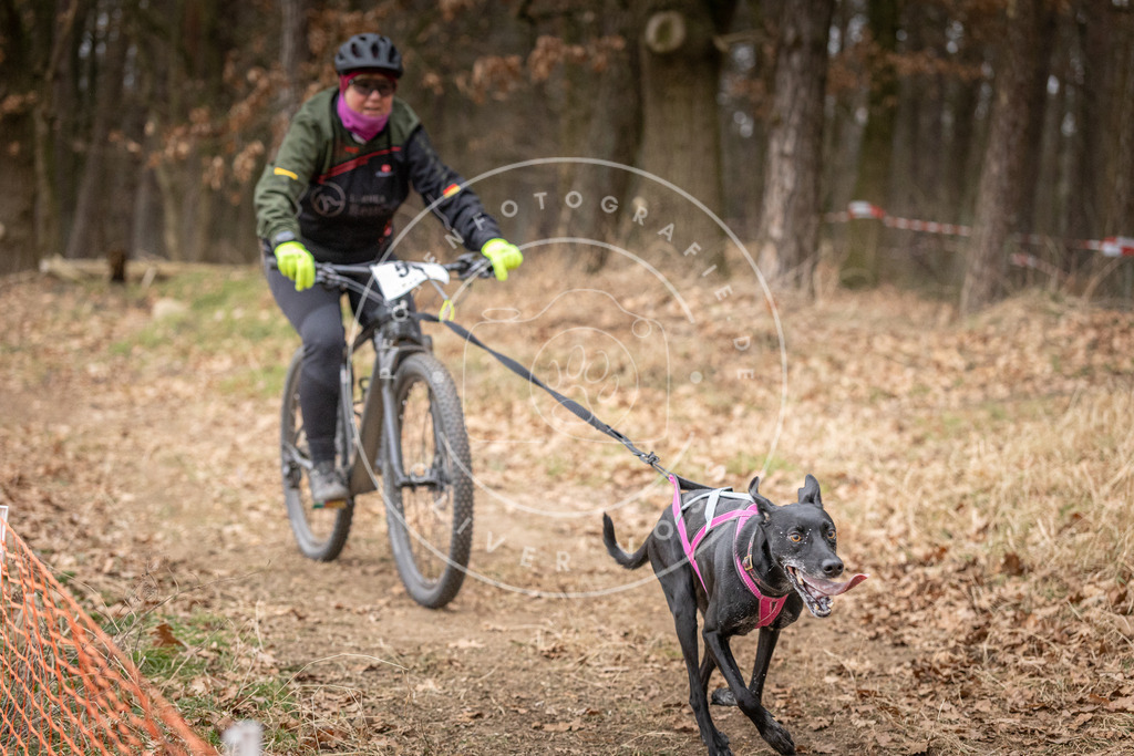 Pfotenfotografie_DV3A1935 | Hundefotografie, Tierfotograf, Pfotenfotografie, Fotoshooting Hund, Hunde Portrait, Hundesport, Hundeportraits, Heideshooting, Hunde, Sportfotograf, Hundefotograf, Turnierhundsport, THS,  - Realisiert mit Pictrs.com