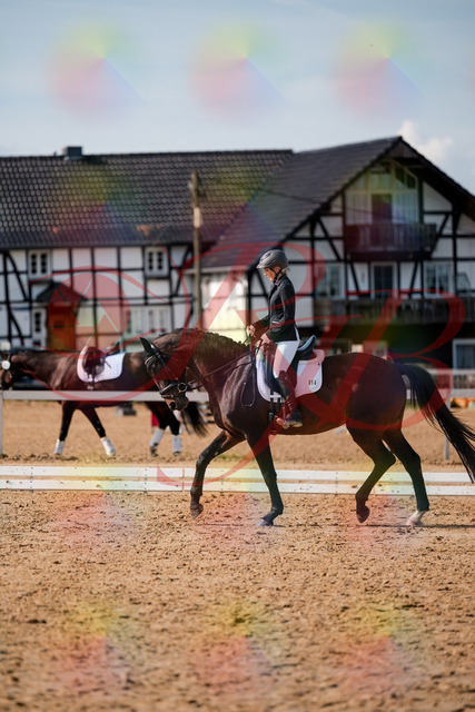 2026_10_03_Siefer-Hof_133516_Z63_94773701 | Professionelle Reitsport-, Turnier- und Eventfotografie von Robert Broda. Galerien mit ausgewählten und bearbeiteten Bildern direkt online ansehen und bestellen.