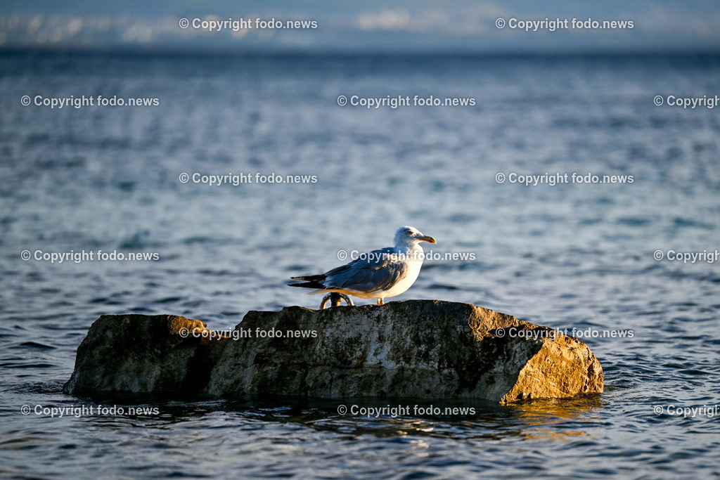 Kroatien_ Moewe_ 31.07.2023-4 | 31.07.2023, Kroatien, HRV, Brač, Insel in Dalmatien im Bild Moewe, Wasservogel