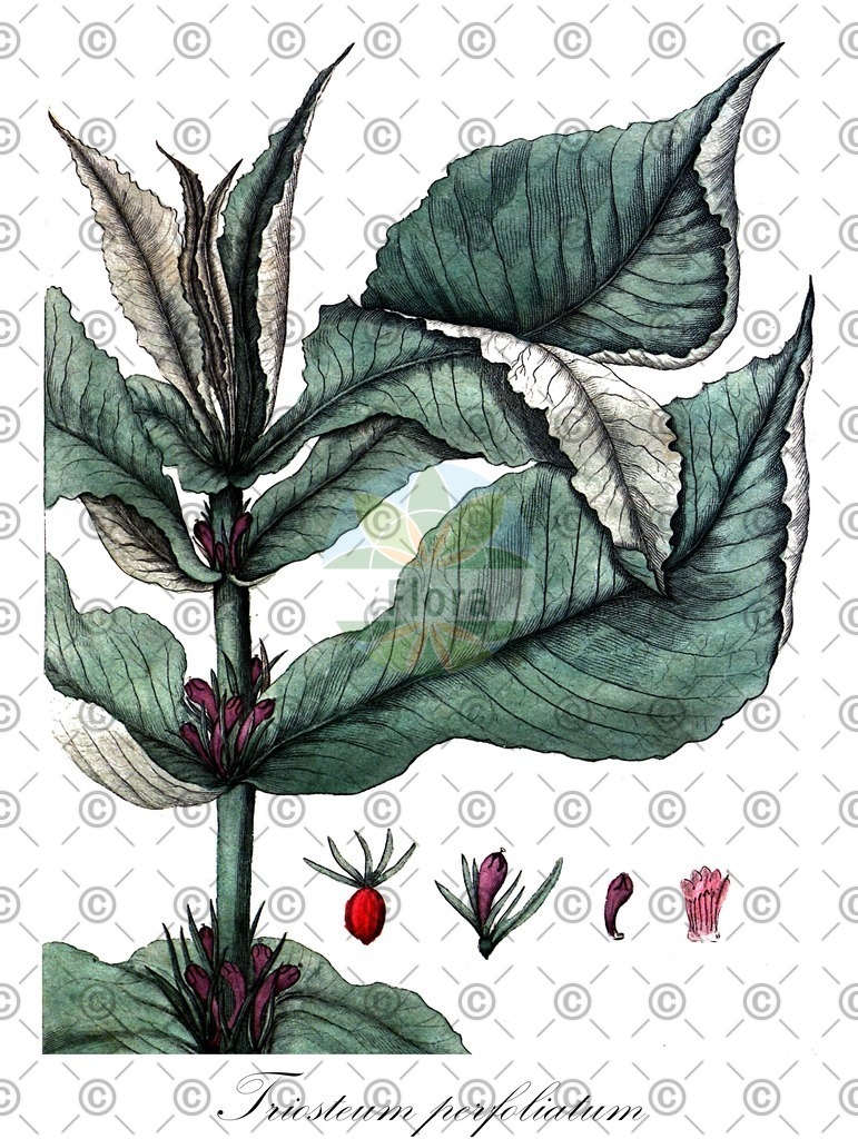 HistAbb_wfo-0000455326_2_ENZY_Simple | Historische Abbildung von Triosteum perfoliatum - Caprifoliaceae | Historical Illustration of Triosteum perfoliatum - Caprifoliaceae