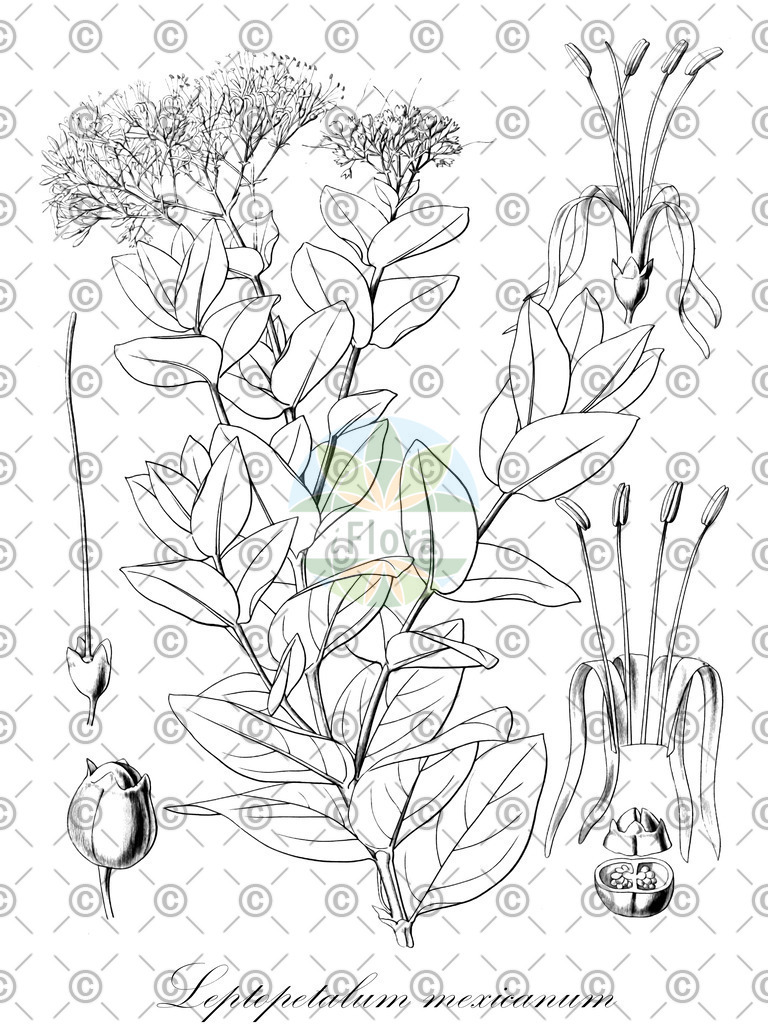 HistAbb_wfo-0000226317_1_ENZY_Simple | Historische Abbildung von Leptopetalum mexicanum - Rubiaceae | Historical Illustration of Leptopetalum mexicanum - Rubiaceae