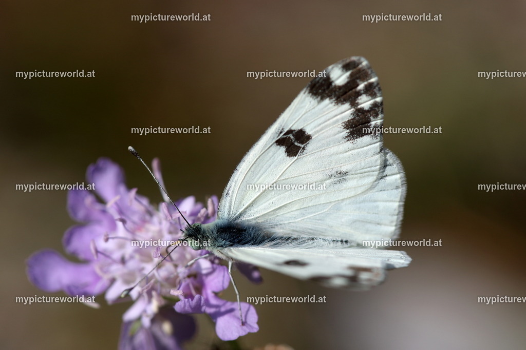 Pontia edusa-009 | Das Bilderarchiv über Tiere, Planzen und Landschaften. In der Bilddatenbank finden Sie ein große Auswahl an hochwertigen Bilder für Ihre Werbung - Realized with Pictrs.com