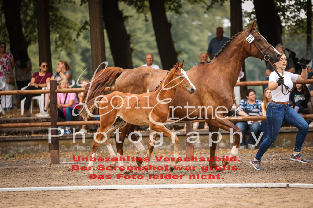 SaFohlen00135 | Leoni Ertmer Photography - Realisiert mit Pictrs.com