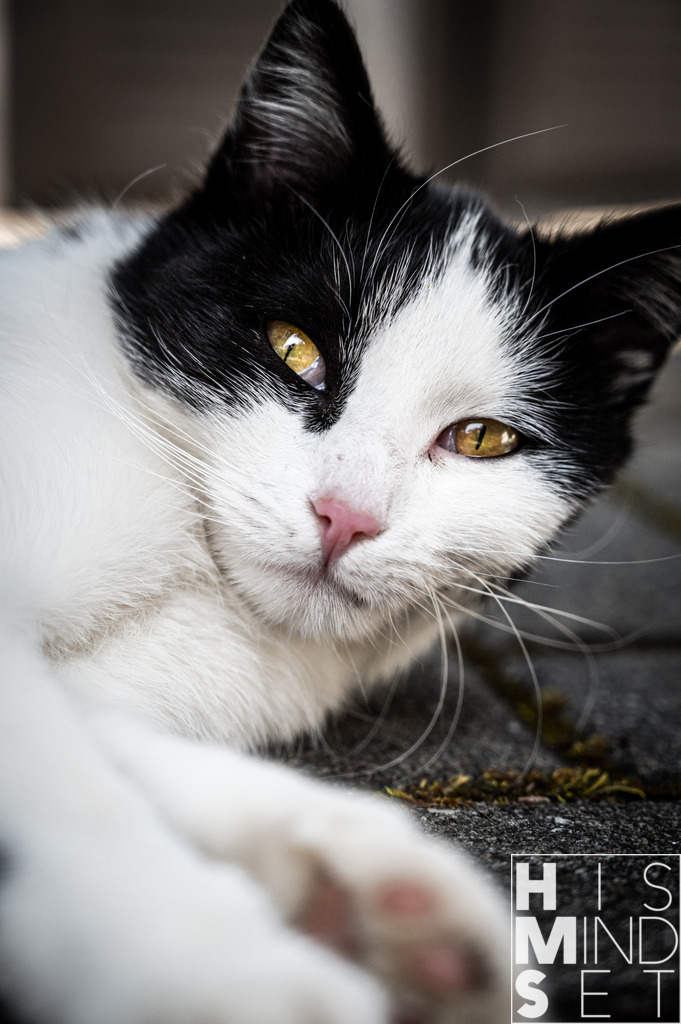 What's going on? | Sichere dir dein Lieblingsbild von HISMINDSET als Print für dein Zuhause oder das Büro! - Realisiert mit Pictrs.com