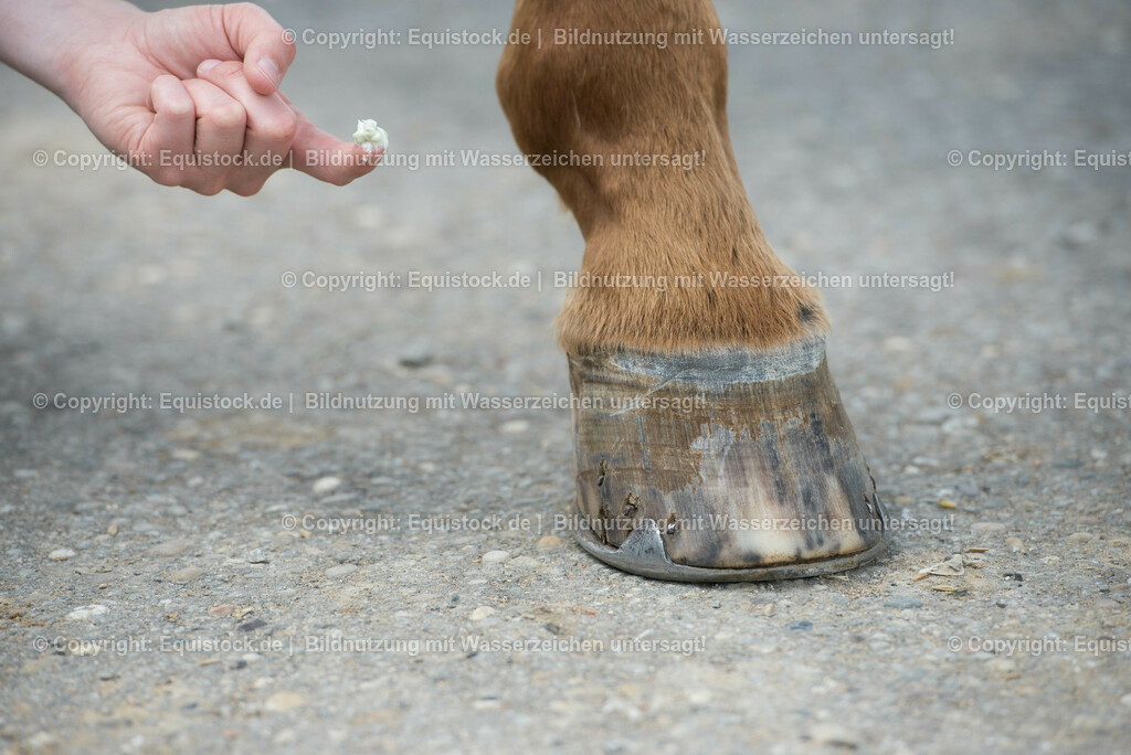 20160626_Hufpflege_0007 | Foto: Thomas Hartig
