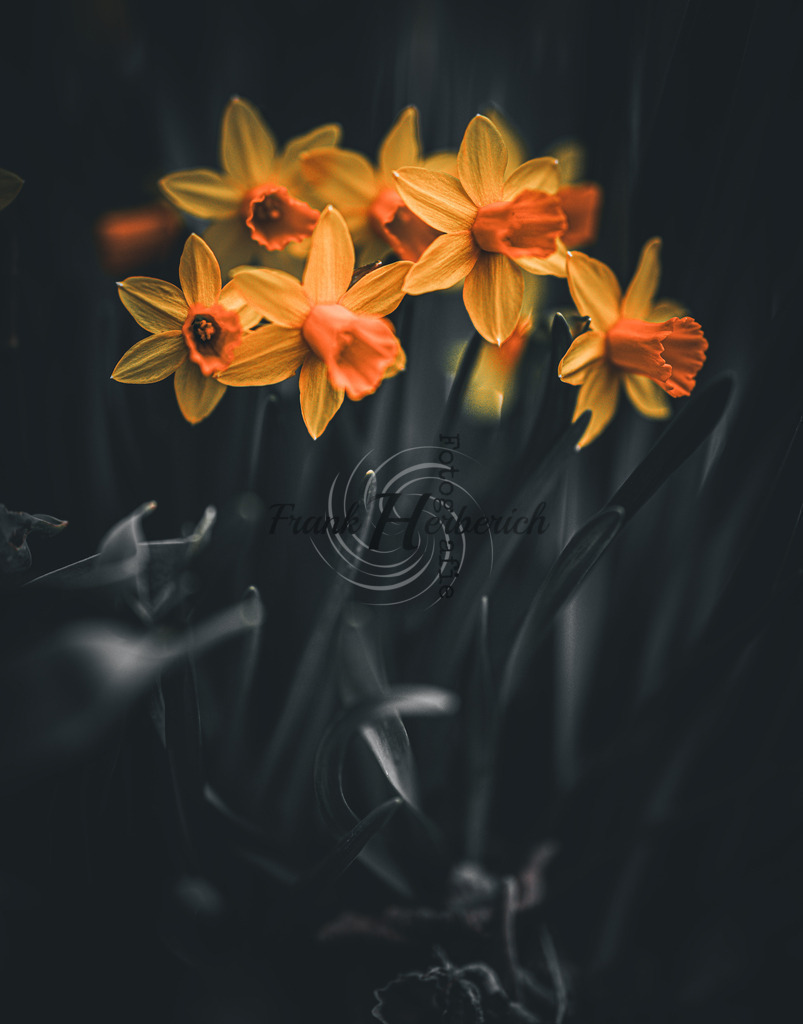 _X0A9121bea | Frank Herberich Fotografie, Frank Herberich, Fotografie, Hochzeit, Portrait, St. Peter Ording, Ording, Westerhever, Nordsee, Frank Fotografie, Hardheim,  Odenwald,Walldürn, Band,Eventfotografie - Realisiert mit Pictrs.com