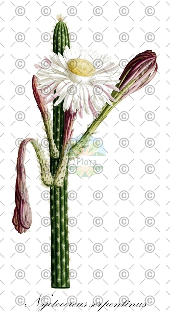 HistAbb_3859_1_FLORAD_SIMPLE | Historische Abbildung von Nyctocereus serpentinus - Cactaceae | Historical Illustration of Nyctocereus serpentinus - Cactaceae