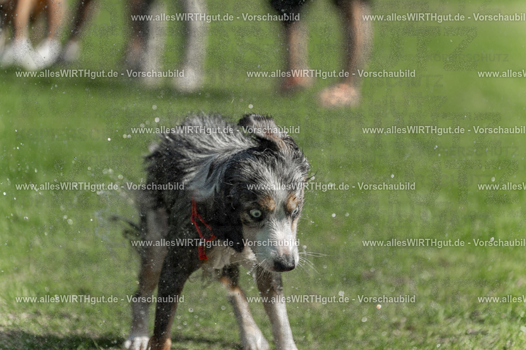 Hundeschwimmen_Volksbad_2026-allesWIRTHgut_Tierfotografie-2609061213-112303-7R500301 | Professionelle Tierfotografie in Mönchengladbach von Daniel Wirth (allesWIRTHgut). Liebevolle & natürliche Bilder von Hunden & Katzen für unvergessliche Erinnerungen.