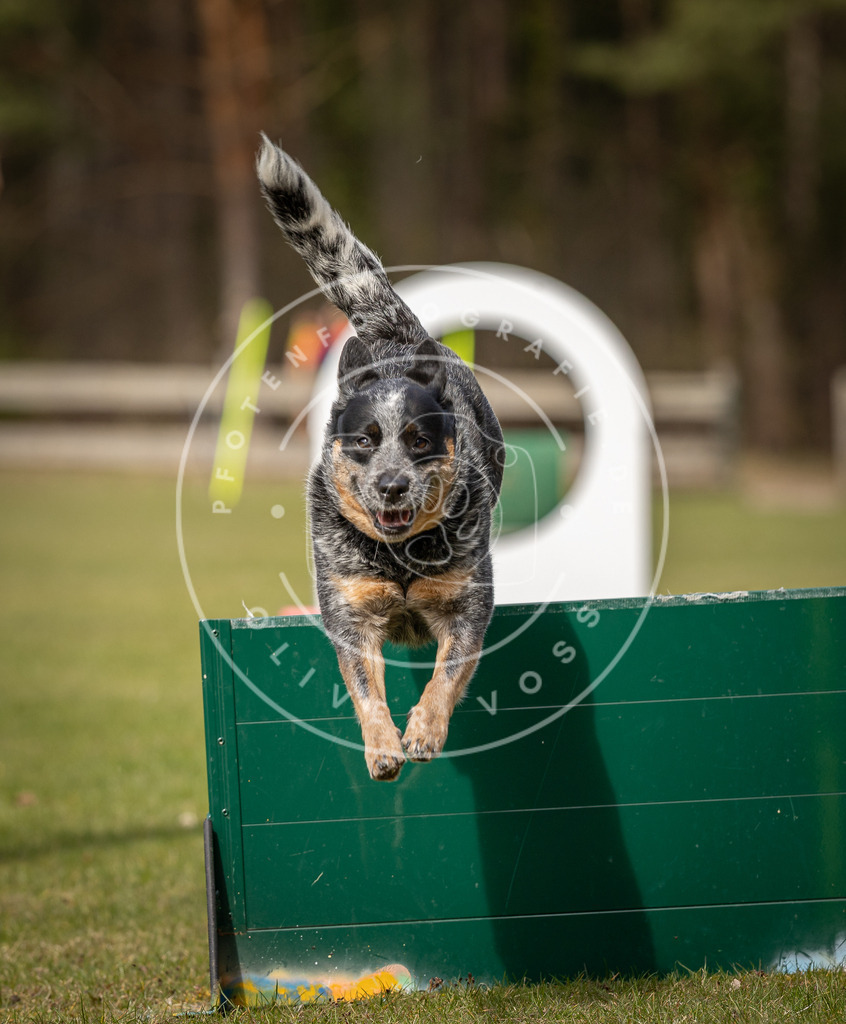Pfotenfotografie_DV3A8603 | Hundefotografie, Tierfotograf, Pfotenfotografie, Fotoshooting Hund, Hunde Portrait, Hundesport, Hundeportraits, Heideshooting, Hunde, Sportfotograf, Hundefotograf, Turnierhundsport, THS,  - Realisiert mit Pictrs.com