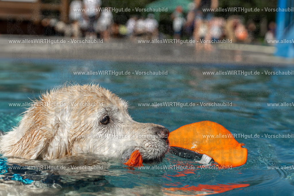 Hundeschwimmen_Volksbad_2026-allesWIRTHgut_Tierfotografie-2609061305-121554-7R500505 | Professionelle Tierfotografie in Mönchengladbach von Daniel Wirth (allesWIRTHgut). Liebevolle & natürliche Bilder von Hunden & Katzen für unvergessliche Erinnerungen.