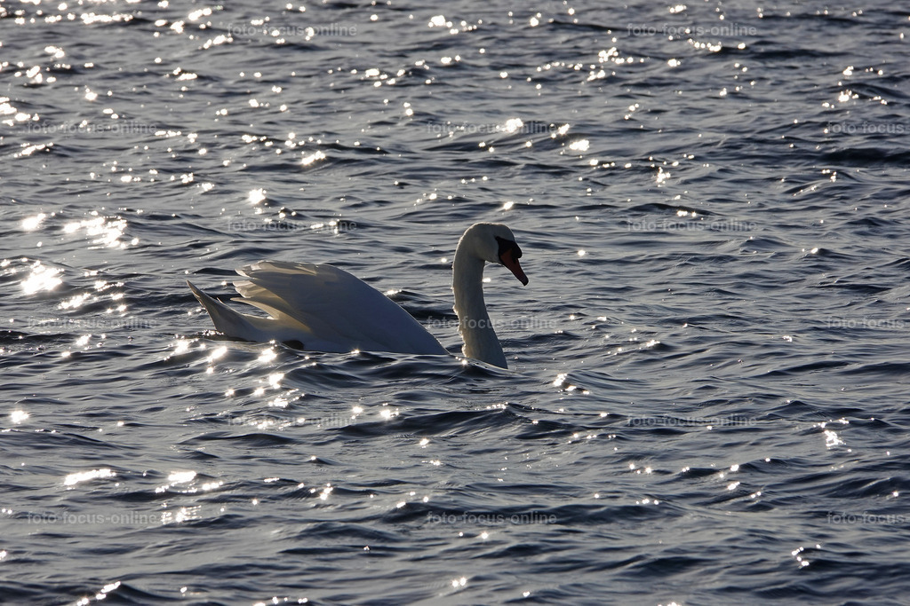 sun painting | foto-focus-online