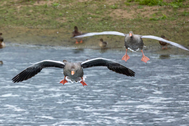 2022158 | Tierfotografie, Tierkalender, Tierbilder, Insekten, Spinnen, Vögel, Schmetterling, Libellen, Leinwand, Colorkey, Qualität, Geschenkartikel, Geschenk - Realisiert mit Pictrs.com