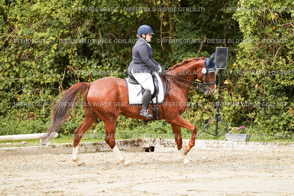 DSC02962 | Pferdegrafie