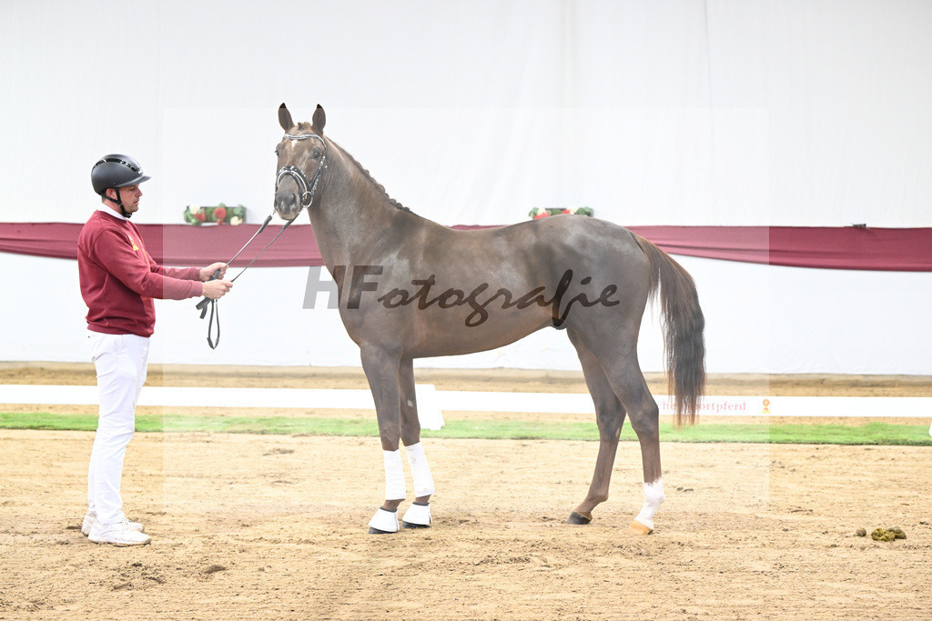 Kat-Nr. 32 Va Bene x Delatio_Simonne Spaeth_47251073 | hf-fotografie - Realisiert mit Pictrs.com