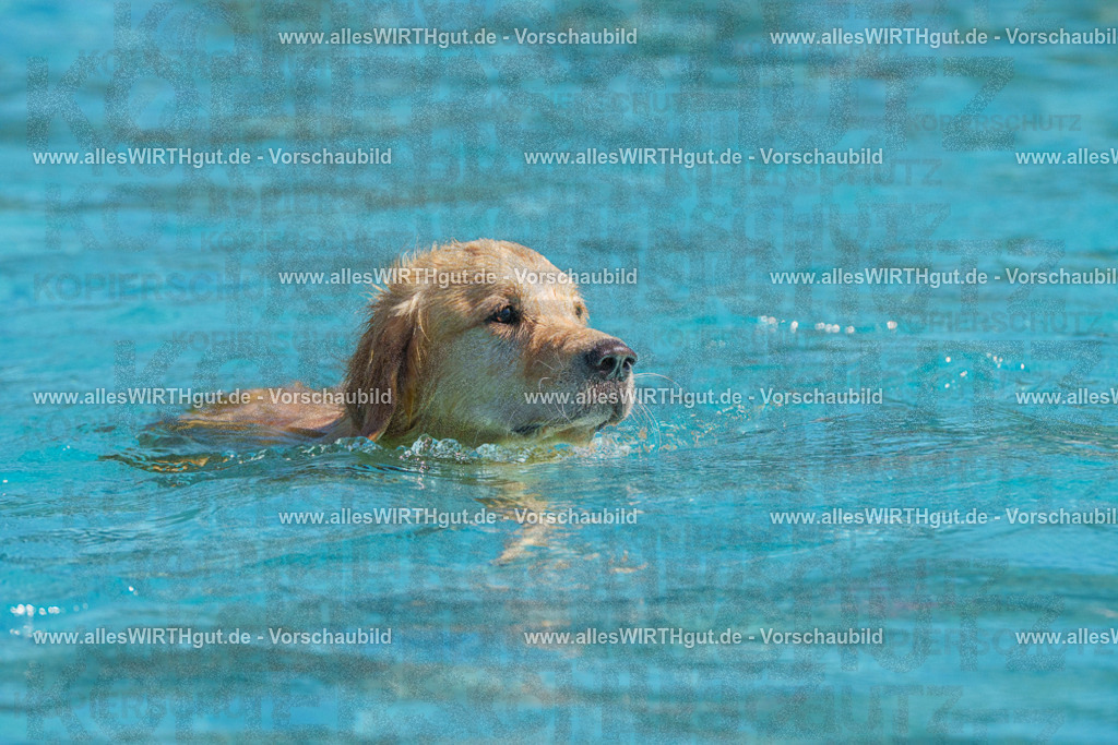 allesWIRTHgut Tierfotografie - allesWIRTHgut.de - FAY00531 | Professionelle Tierfotografie in Mönchengladbach von Daniel Wirth (allesWIRTHgut). Liebevolle & natürliche Bilder von Hunden & Katzen für unvergessliche Erinnerungen.