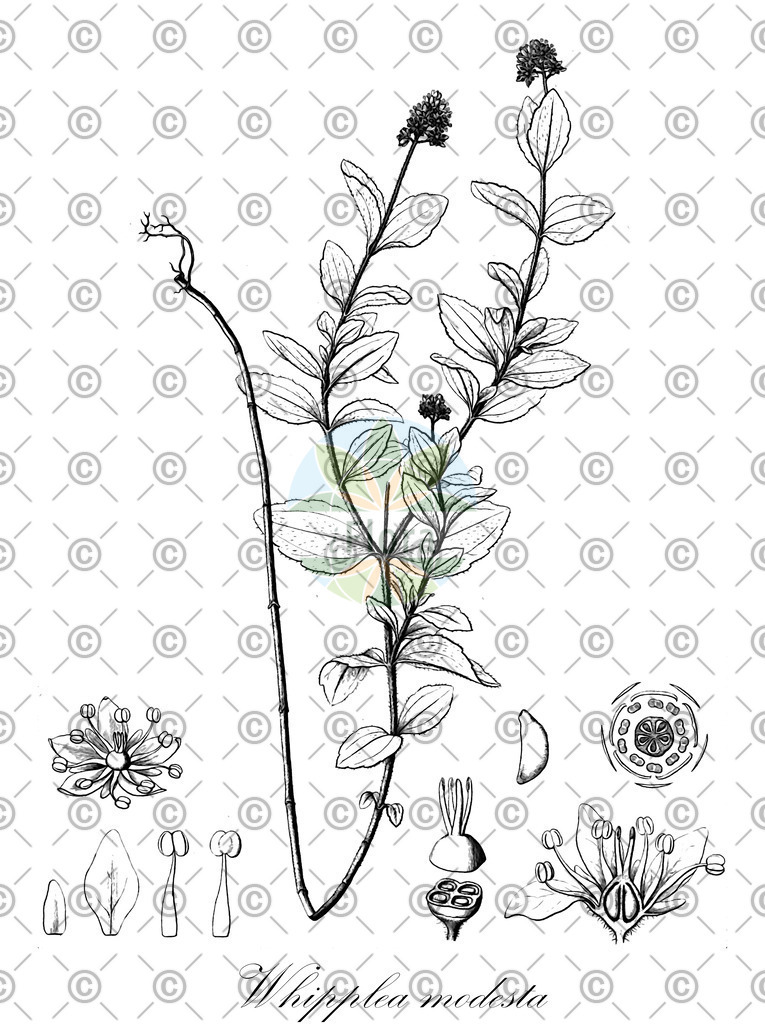 HistAbb_wfo-0000193069_1_ENZY_Simple | Historische Abbildung von Whipplea modesta - Hydrangeaceae | Historical Illustration of Whipplea modesta - Hydrangeaceae