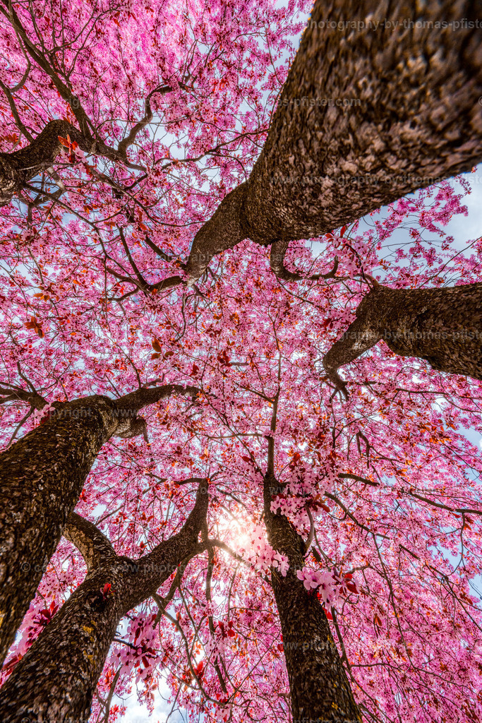 Kirschblüte Zams in Tirol copyright  Thomas Pfister-4 | PHOTOGRAPHY BY THOMAS PFISTER