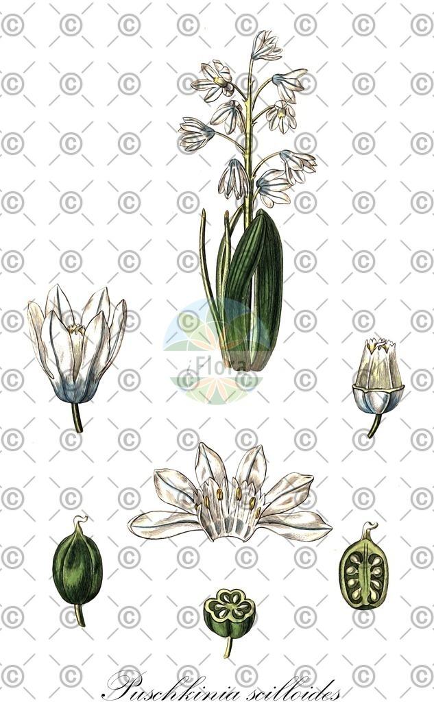 HistAbb_wfo-0000288964_1_SIMPLE | Historische Abbildung von Puschkinia scilloides - Asparagaceae (Kegelblume) | Historical Illustration of Puschkinia scilloides - Asparagaceae
