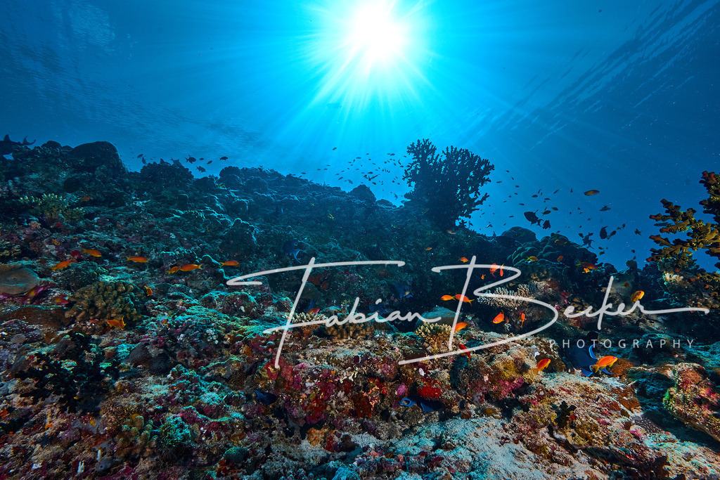 Sunny day | Einzigartige Wandbilder von faszinierenden Unterwasserwelten. Exklusive Kunst für Empfangsbereiche, Wohnraum oder Wartezimmer. - Realisiert mit Pictrs.com